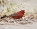 Vuurvink / Red-billed Firefinch