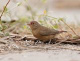 Vuurvink / Red-billed Firefinch