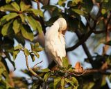 Koereiger / Cattle Egret