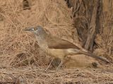 Sahelbabbelaar / Brown Babbler