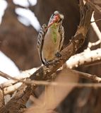 Westelijke Roodsnaveltok / Western Red-billed Hornbill