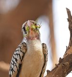 Westelijke Roodsnaveltok / Western Red-billed Hornbill