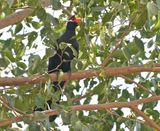 Violette Toerako / Violet Turaco