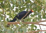 Violette Toerako / Violet Turaco