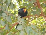 Violette Toerako / Violet Turaco