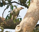 Palmgier / Palm-nut Vulture