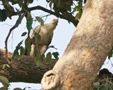 Palmgier / Palm-nut Vulture