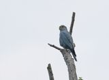 Grijze Torenvalk / Grey Kestrel