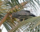 Kaalkopkiekendief / African Harrier Hawk