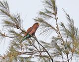 Breedbekscharrelaar / Broad-billed Roller