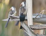 Treurdrongo / Fork-tailed Drongo