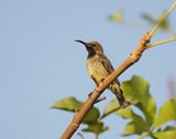 Roodbuikhoningzuiger / Splendid Sunbird