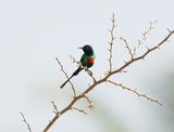 Feeënhoningzuiger / Beautiful Sunbird