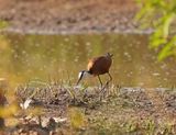 Lelieloper / African Jacana