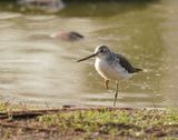 Groenpootruiter / Common Greenshank