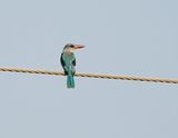 Senegal IJsvogel / Woodland Kingfisher