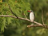 Senegal IJsvogel / Woodland Kingfisher