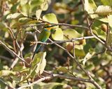 Zwaluwstaartbijeneter / Swallow-tailed Bee-eater