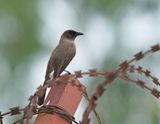 Grauwe Buulbuul / Common Bulbul