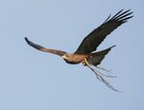 Geelsnavelwouw / Yellow-billed Kite
