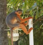 West-Afrikaanse Rode Franjeaap / Western Red Colobus