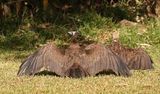 Kapgier / Hooded Vulture