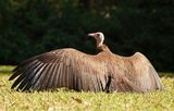 Kapgier / Hooded Vulture