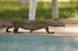 Nijlvaraan / Nile Monitor