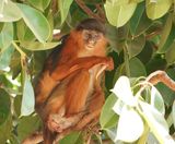 West-Afrikaanse Rode Franjeaap / Western Red Colobus