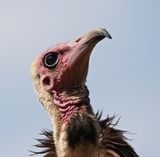 Kapgier / Hooded Vulture