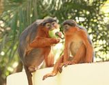 West-Afrikaanse Rode Franjeaap / Western Red Colobus