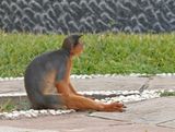 West-Afrikaanse Rode Franjeaap / Western Red Colobus