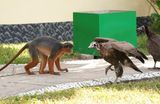 West-Afrikaanse Rode Franjeaap / Western Red Colobus