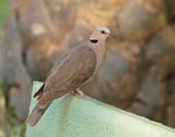 Roodoogtortel / Red-eyed Dove