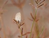 Amethistblauwtje / African Grass Blue