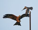 Grijze Torenvalk & Geelsnavelwouw  / Grey Kestrel & Yellow-billed Kite