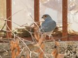 Shikra / Shikra