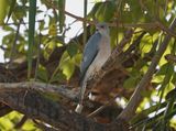 Shikra / Shikra