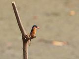 Malachietijsvogel / Malachite Kingfisher