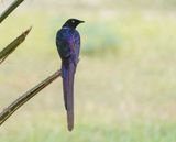 Groene Langstaartglansspreeuw / Long-tailed Glossy Starling