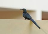 Groene Kakelaar / Green Wood-hoopoe