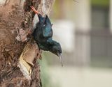 Groene Kakelaar / Green Wood-hoopoe