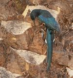 Groene Kakelaar / Green Wood-hoopoe