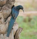 Groene Kakelaar / Green Wood-hoopoe