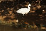 Westelijke Rifreiger / Western Reef Heron