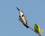 Bonte IJsvogel / Pied Kingfisher