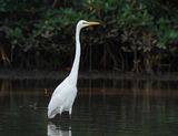 Grote Zilverreiger / Great Egret