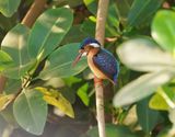 Malachietijsvogel / Malachite Kingfisher