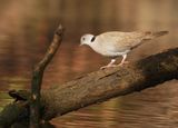 Treurtortel  / African Mourning Dove