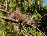 Geelsnavelwouw / Yellow-billed Kite